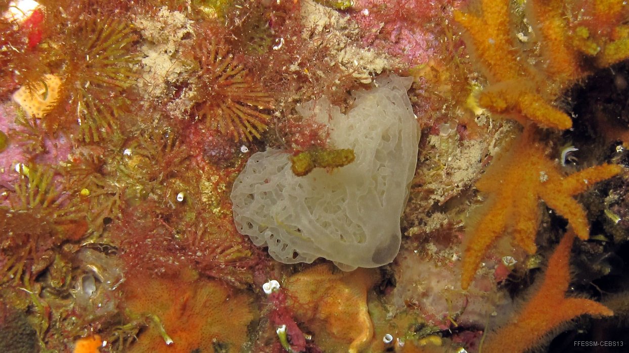 070 Clathrine blanche (Clathrina sp).JPG - Clathrine blanche (Clathrina sp)